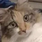 kitpfp